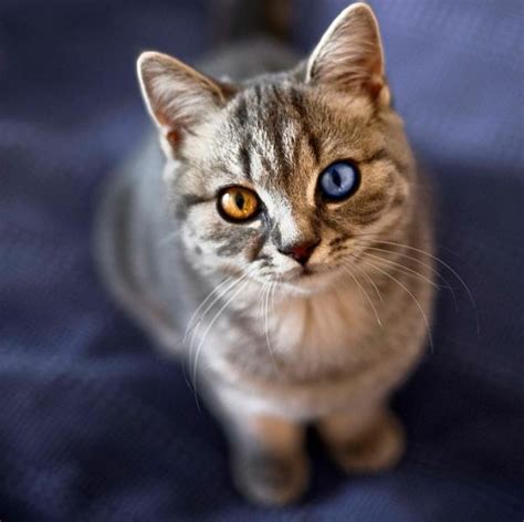 cats with odd eyes